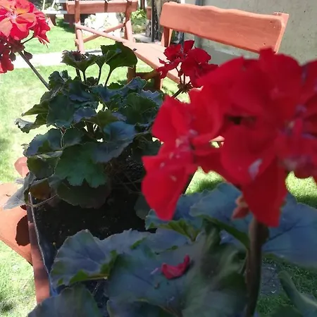 Voeroes Macska Vendeghaz Szentkirályszabadja